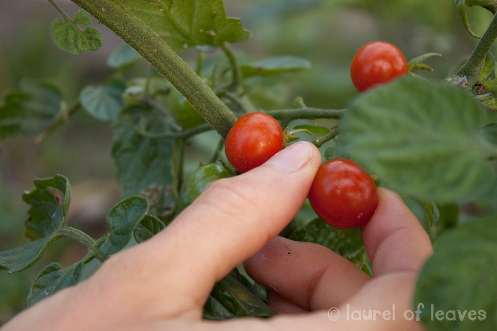 Cherry Tomatoes from Cheryl's Garden Cherry Tomatoes from Cheryl's Garden