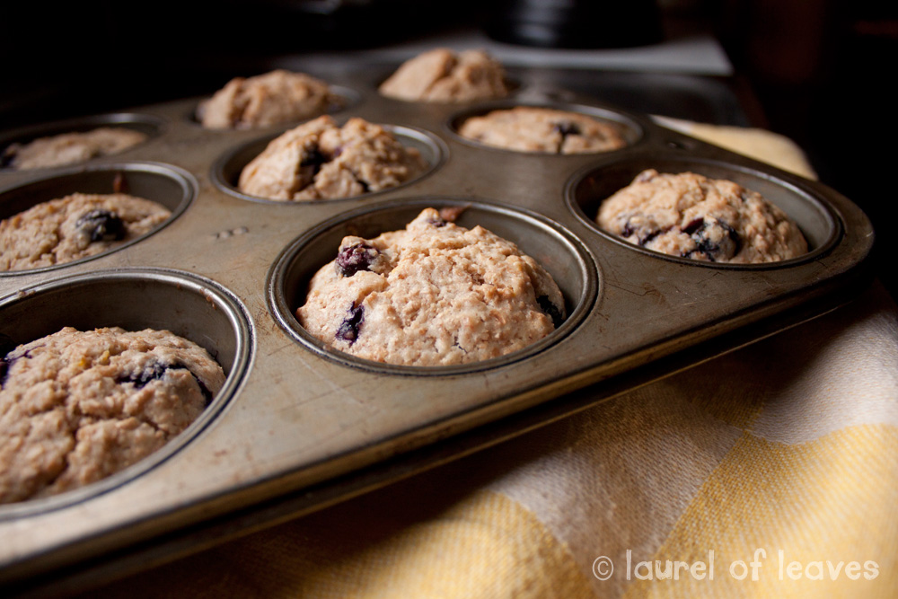 Lemon Blueberry Muffins Right Out of the Oven Lemon Blueberry Muffins Right Out of the Oven