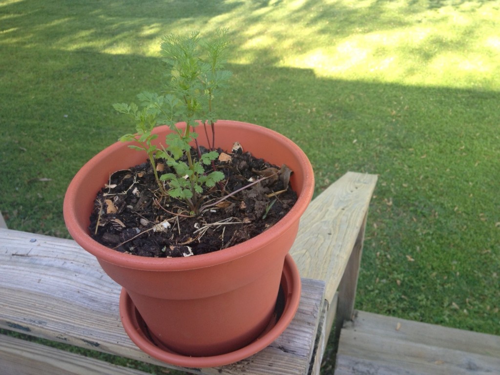 Grow your own food Grow your own food